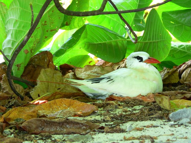 81- Le paille-en-queue nidifie sous les feuillages 